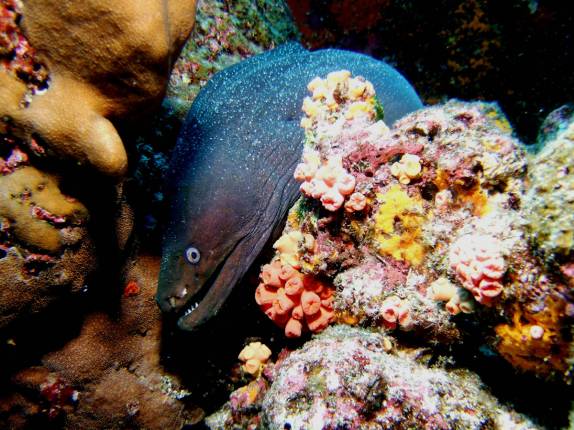 Moréia em mergulho em Wolf, em Galápagos (foto de Hnning Abheiden)